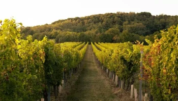 Россияне забронировали на треть больше жилья в «винных» регионах страны Россияне забронировали на треть больше жилья в «винных» регионах страны