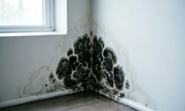 Как вернуть стенам чистоту и безопасность: борьба с незваным гостем