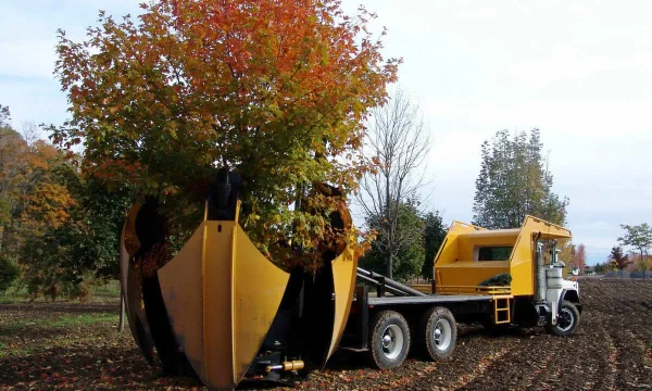 Посадка крупномеров (крупномерных деревьев)