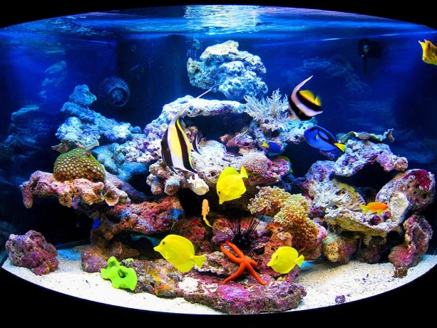 Изготовление аквариумов: процесс, материалы и советы по уходу