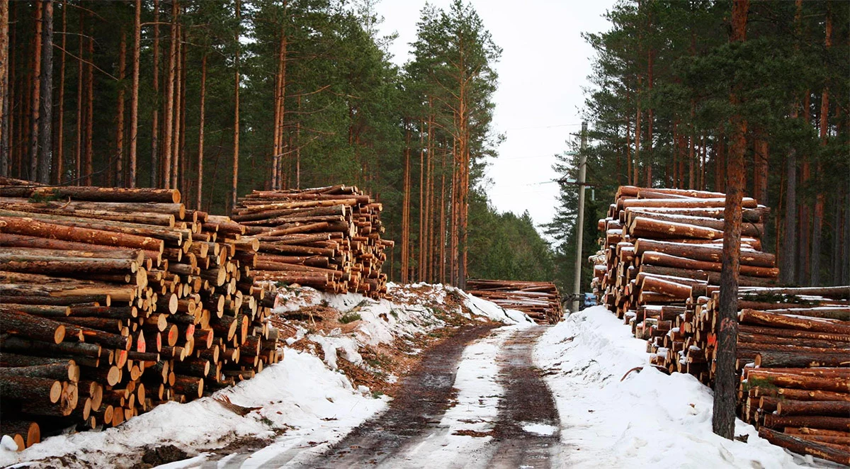 Лес кругляк в России - богатство природы и экономики