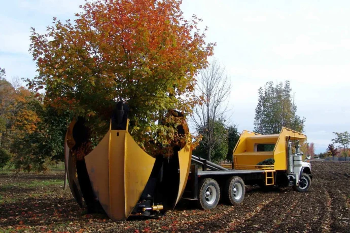 Посадка крупномеров (крупномерных деревьев) Посадка крупномеров (крупномерных деревьев)