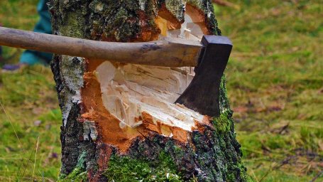 Почему стоит доверить рубку деревьев профессионалам?