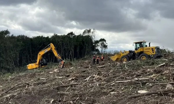 Расчистка территорий от деревьев и пней от 1 Га 2