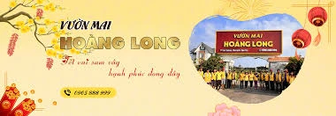 Vườn mai Ho&agrave;ng Long chuy&ecirc;n cung cấp c&aacute;c loại giống mai mới độc lạ