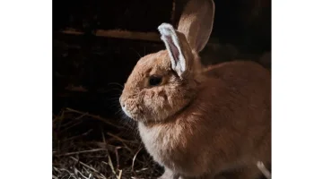 Сафари-парк из Подмосковья завоевал престижную награду на международном фестивале