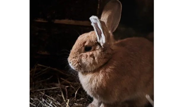 Сафари-парк из Подмосковья завоевал престижную награду на международном фестивале