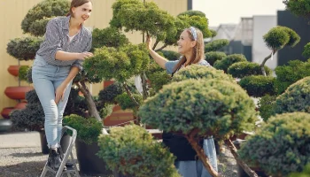 Озеленение стилобатов