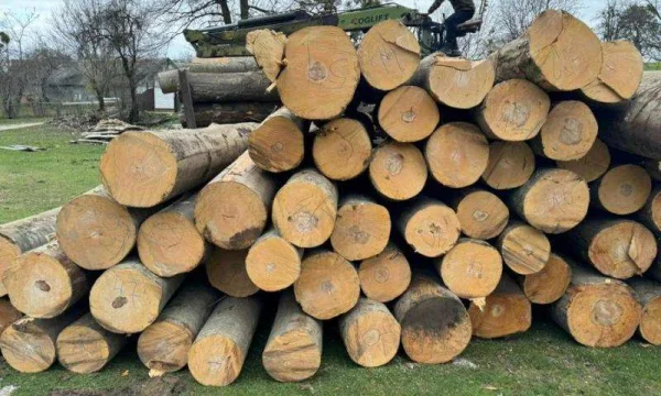 Бук, дуб, ясень, акация,карагач, клен, орех оптом. 3