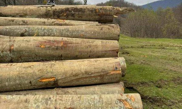 Бук, дуб, ясень, акация,карагач, клен, орех оптом. 2