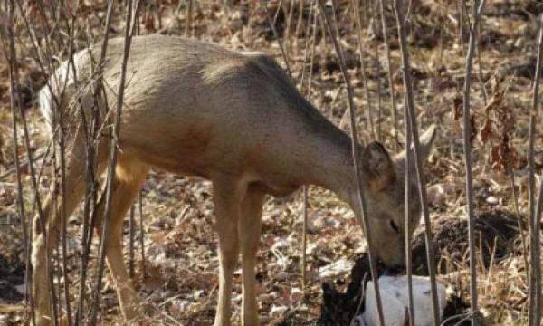 Соль для охоты. Лизунцы для солонцов 2