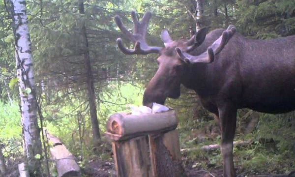 Соль для охоты. Лизунцы для солонцов 3