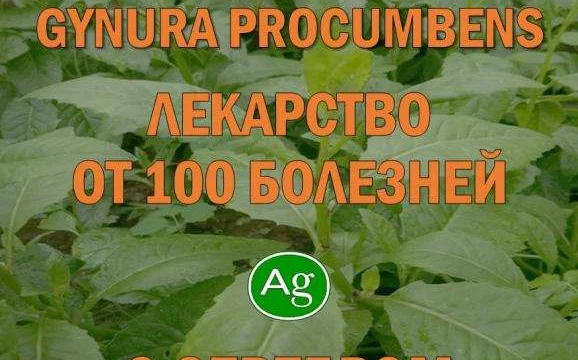 Гидролаты и функциональные купажи ProGynuru — сила тропических растений для здоровья и красоты 0