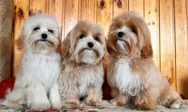 Щенки мальтипу f1 2