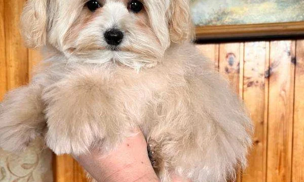 Щенки мальтипу f1 1