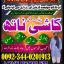 amilbangali