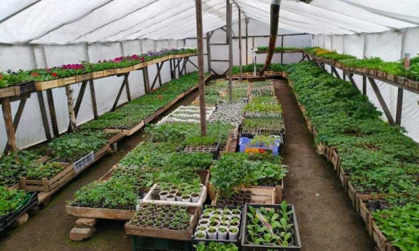 Время украшать сад и огород: крепкая рассада для отличного урожая! 0