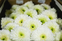 Цветочный торговый центр Флора Парк - низкие цены и широкий ассортимент цветов