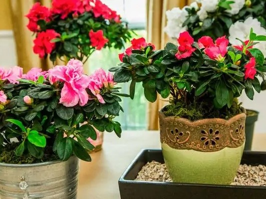 Какие цветущие комнатные растения лучше всего выбрать для дома или офиса