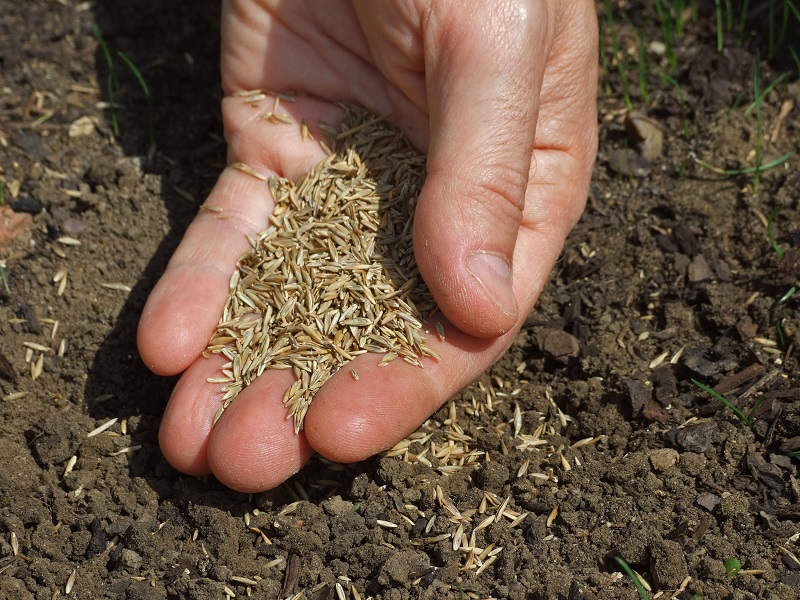 Какой состав грунта для посева газонной травы?
