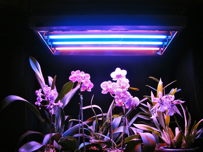 Светодиодные лампы для растений: особенности, преимущества, размещение