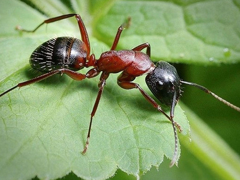 Как вывести муравьев